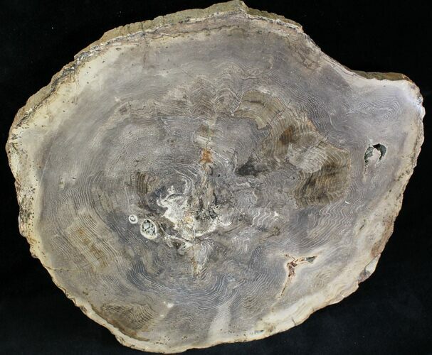 Petrified Wood Slab - Sweethome, Oregon #28236